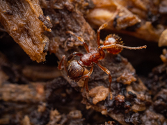Myrmica rubra