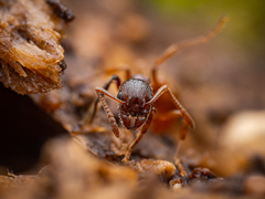 Myrmica rubra