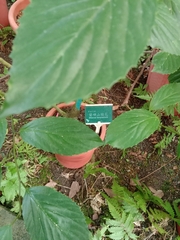 Maesa lanyuensis
