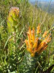 Mimetes pauciflorus