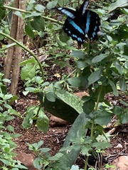 Papilio nireus lyaeus