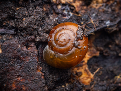 Oxychilus draparnaudi