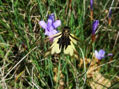 Libelloides coccajus