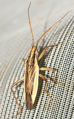 Stenodema holsata