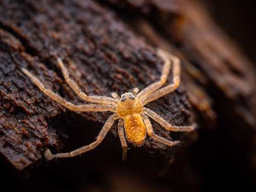 Philodromus fuscomarginatus
