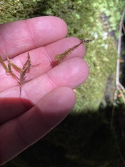 Cyathophorum bulbosum