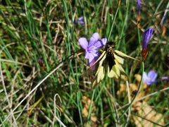 Libelloides coccajus