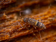 Orchesella cincta
