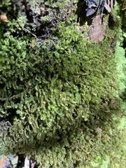 Cyathophorum bulbosum