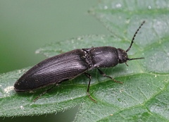 Ectinus aterrimus