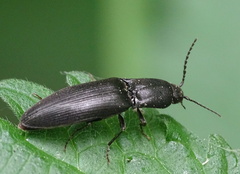 Ectinus aterrimus