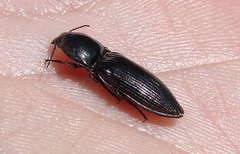 Selatosomus aeneus