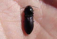 Selatosomus aeneus