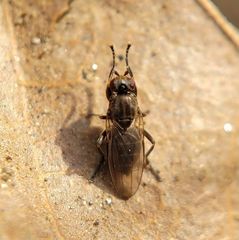 Copromyzinae