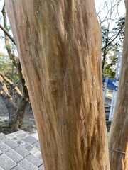 Lagerstroemia subcostata