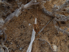 Cosmobunus granarius