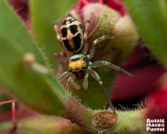 Cosmophasis thalassina