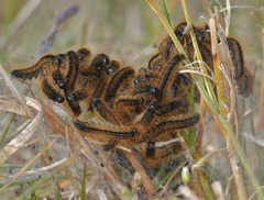 Malacosoma franconicum