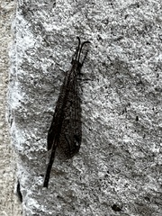 Brachynemurus nebulosus