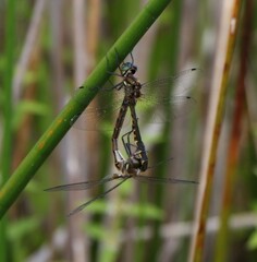 Hemicordulia armstrongi