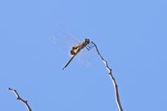Tramea loewii