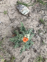 Sphaeralcea hastulata