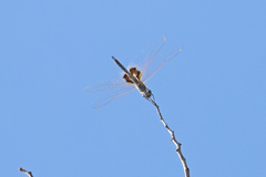 Tramea loewii