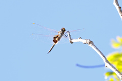 Tramea loewii