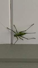 Neobarrettia spinosa