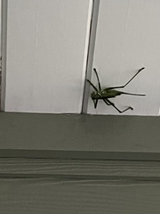 Neobarrettia spinosa