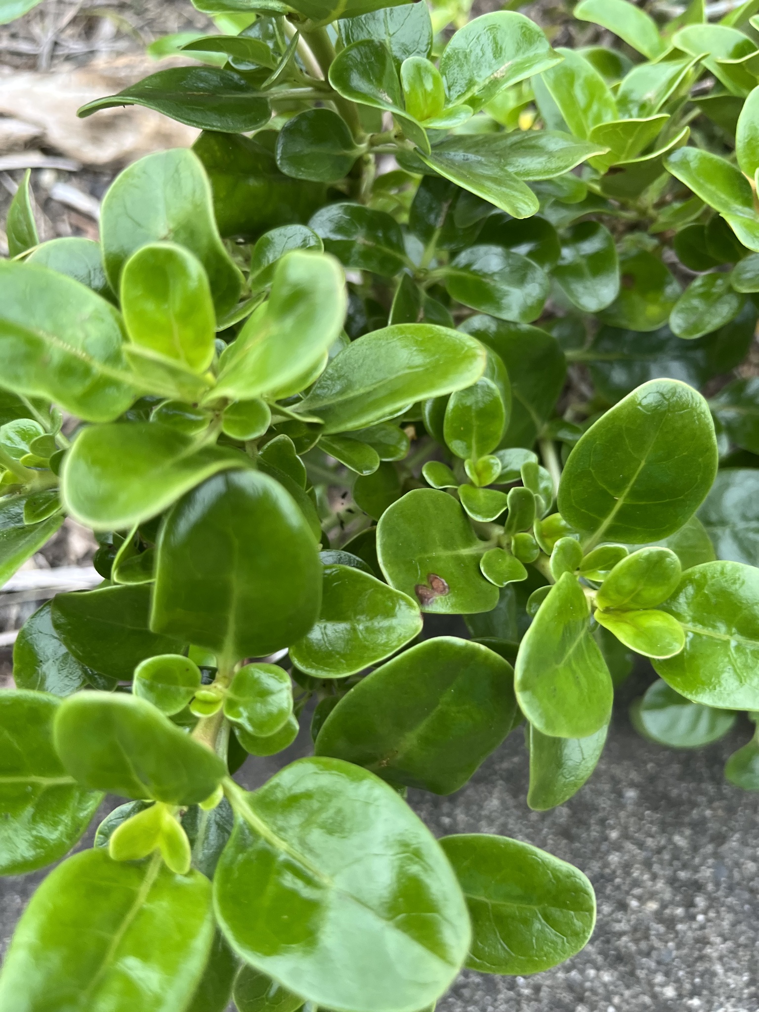 Coprosma repens