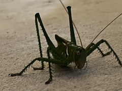 Neobarrettia spinosa