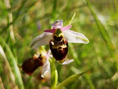 Ophrys fuciflora