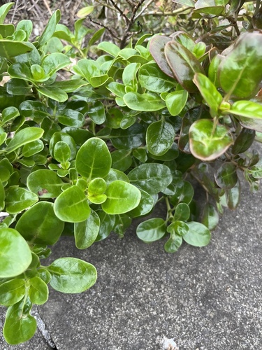 Coprosma repens