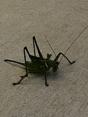 Neobarrettia spinosa