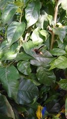 Polistes comanchus navajoe