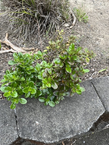 Coprosma repens