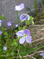 Veronica filiformis