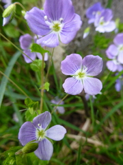 Veronica filiformis