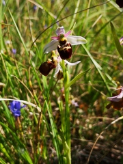 Ophrys fuciflora
