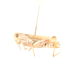 Gomphocerus sibiricus