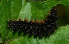 Melitaea phoebe