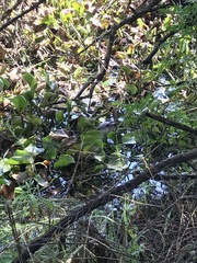 Aonyx capensis capensis