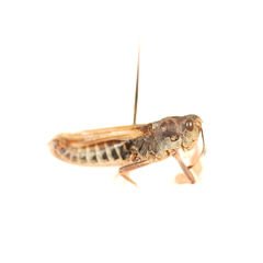 Gomphocerus sibiricus