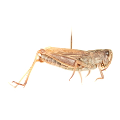 Gomphocerus sibiricus