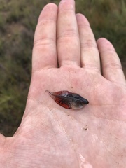 Kassina senegalensis