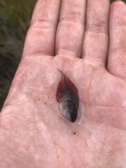 Kassina senegalensis