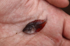 Kassina senegalensis