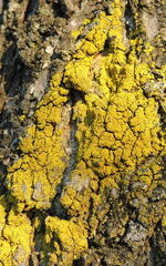 Xanthoria calcicola