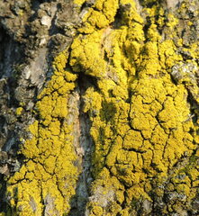 Xanthoria calcicola